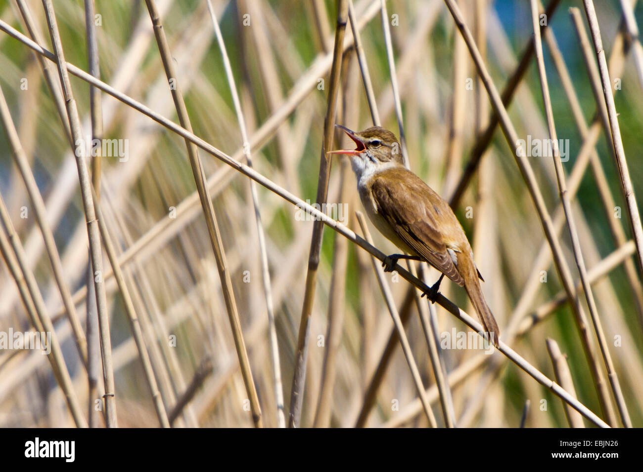 Grand reed warbler (Acrocephalus arundinaceus), assis sur un roseau halm, chant, Allemagne, Bavière, Danube, Straubing Banque D'Images