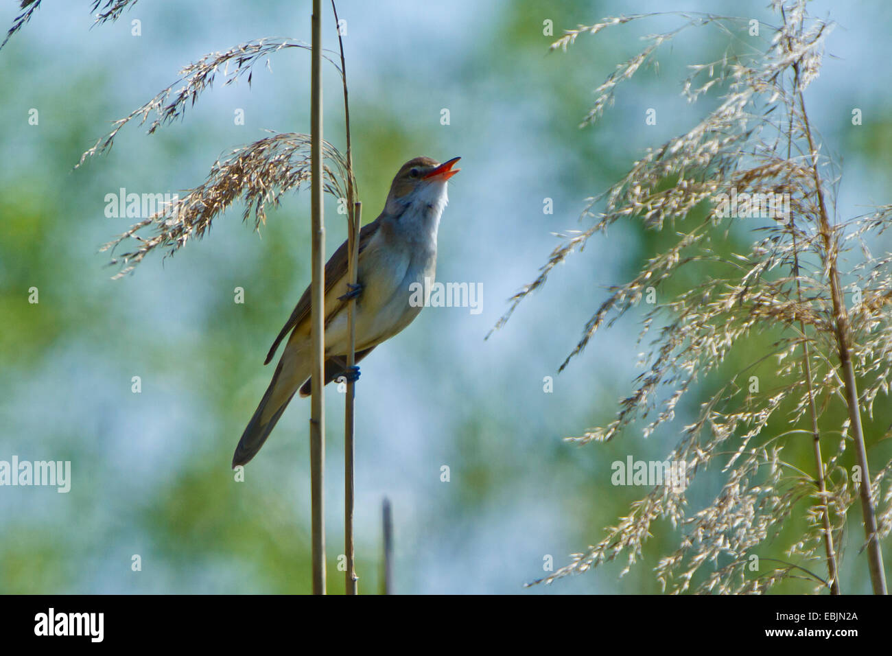 Grand reed warbler (Acrocephalus arundinaceus), assis à un roseau halm, chant, Allemagne, Bavière, Danube, Straubing Banque D'Images