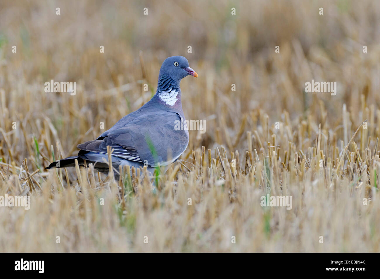 Pigeon ramier (Columba palumbus), assis dans un champ de chaume, Allemagne Banque D'Images