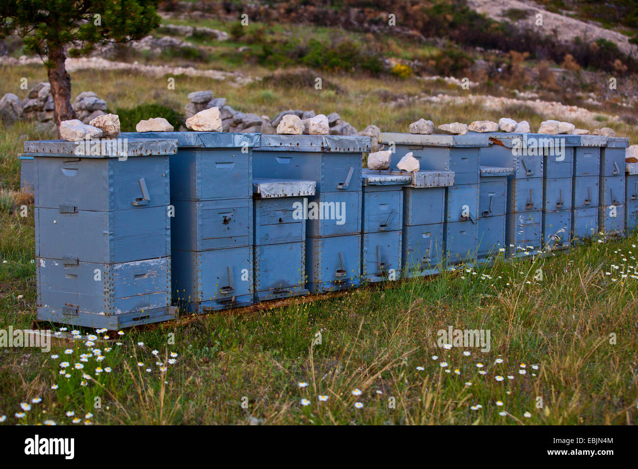 Abeille, ruche abeille (Apis mellifera mellifera), bleu de ruches, Croatie, Istrie Banque D'Images