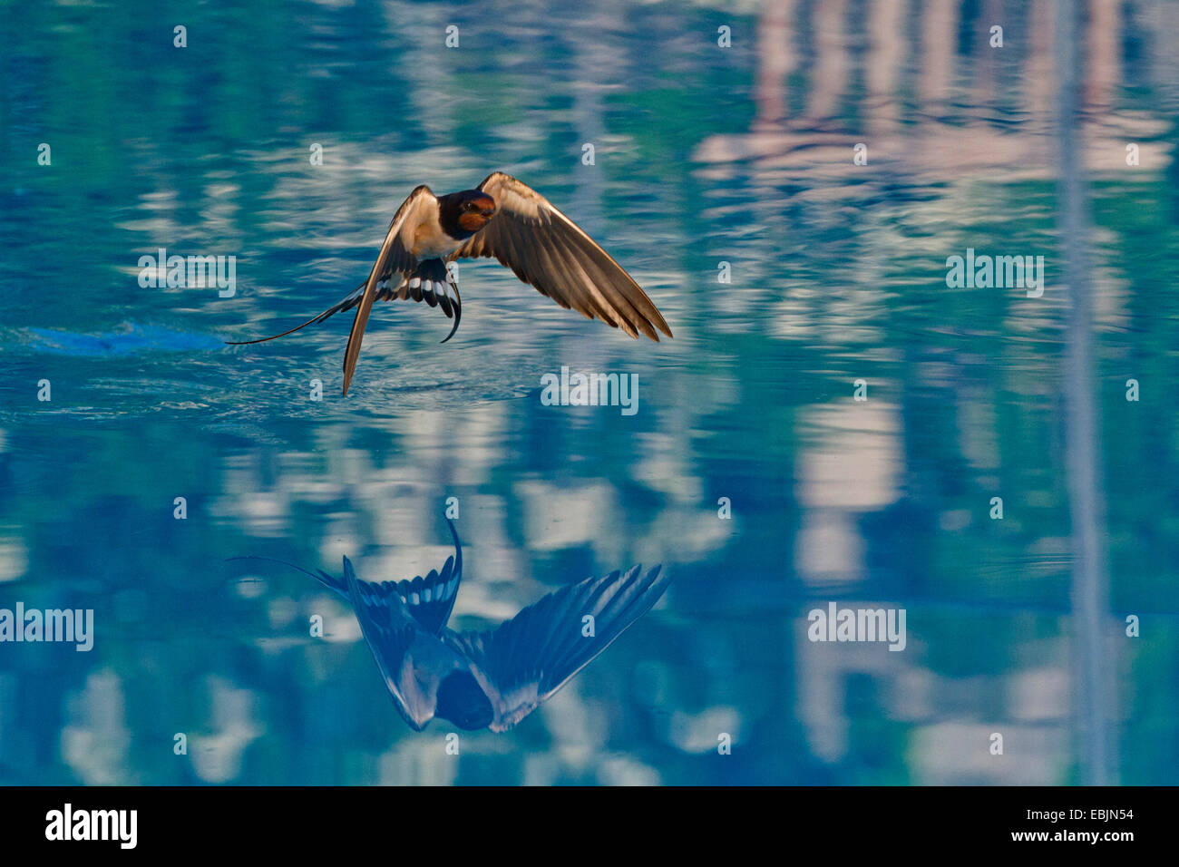 L'hirondelle rustique (Hirundo rustica), volant au-dessus de la surface de l'eau, la Croatie, Istrie Banque D'Images