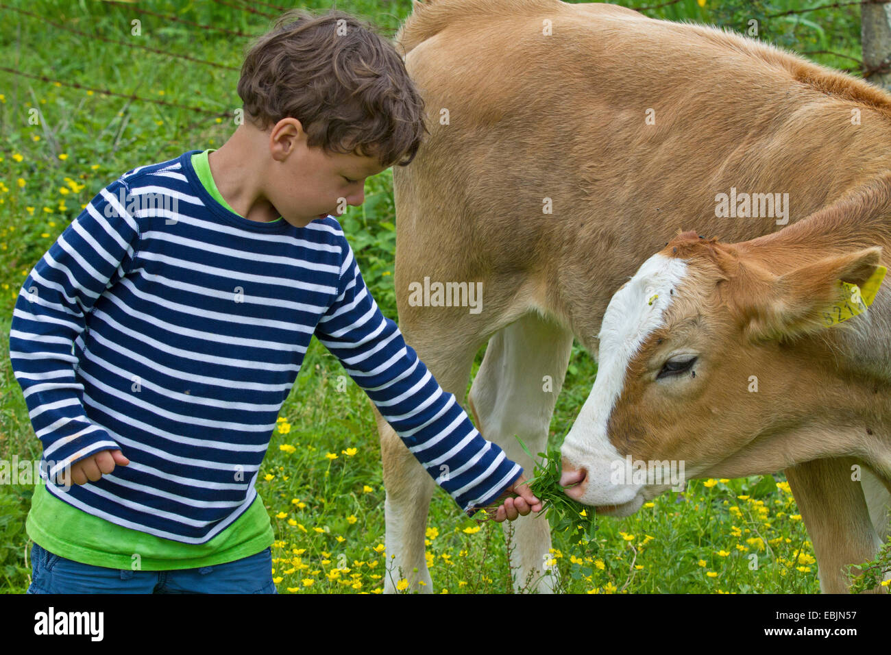 Les bovins domestiques (Bos primigenius f. taurus), est l'alimentation des veaux sur l'herbe par un garçon, Croatie, Istrie Banque D'Images