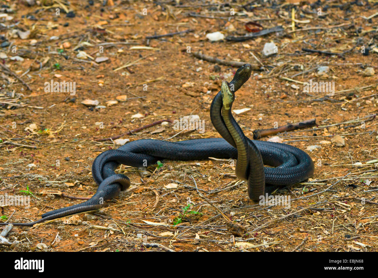 Whip européen d'Europe occidentale, snake snake whip vert-foncé, whipsnake (Coluber viridiflavus, Hierophis viridiflavus carbonarius), commentaire, lutte contre la Croatie, Istrie Banque D'Images