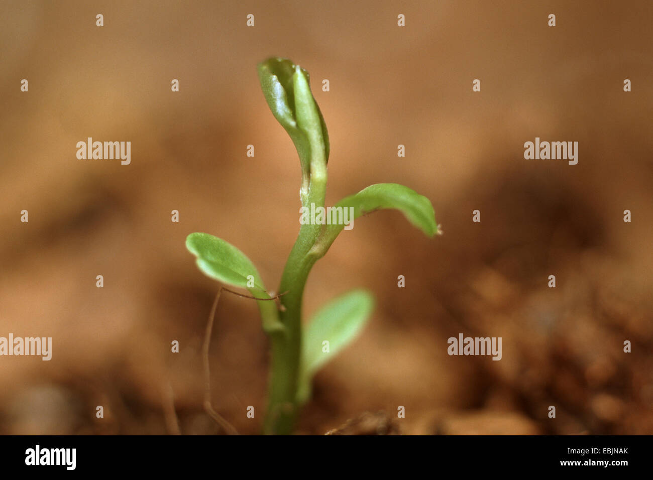 Usine de thé (Camellia sinensis, Thea sinensis), plantule Banque D'Images