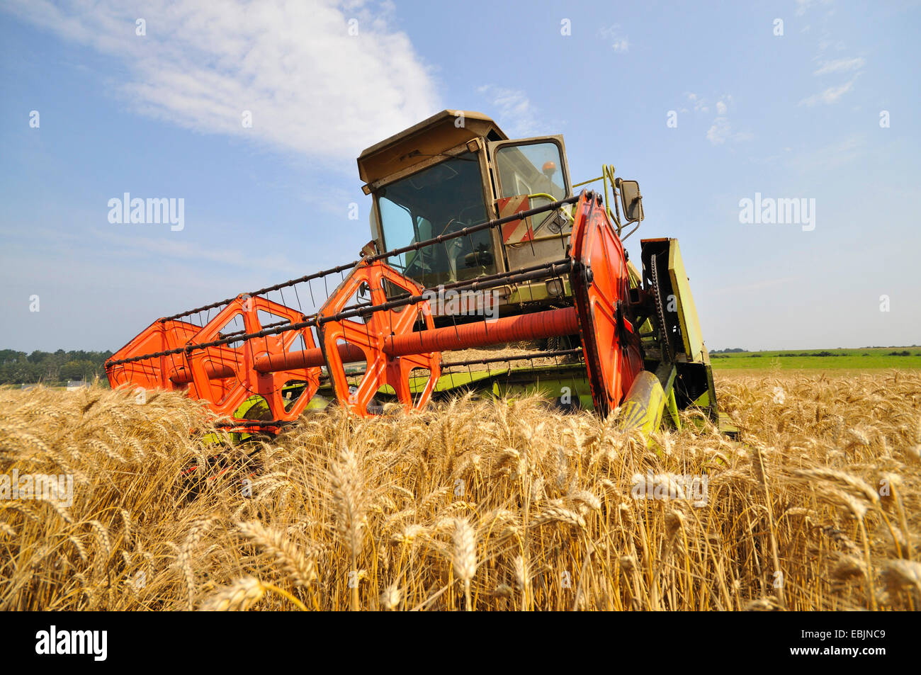 Moissonneuse-batteuse, dans le champ de céréales mûres, France Banque D'Images