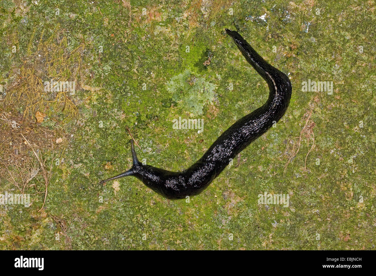 Retour de quille noir-gris cendré, limace slug, ash-limace noire (Limax cinereoniger), assis sur le bois mort lichened, Allemagne Banque D'Images