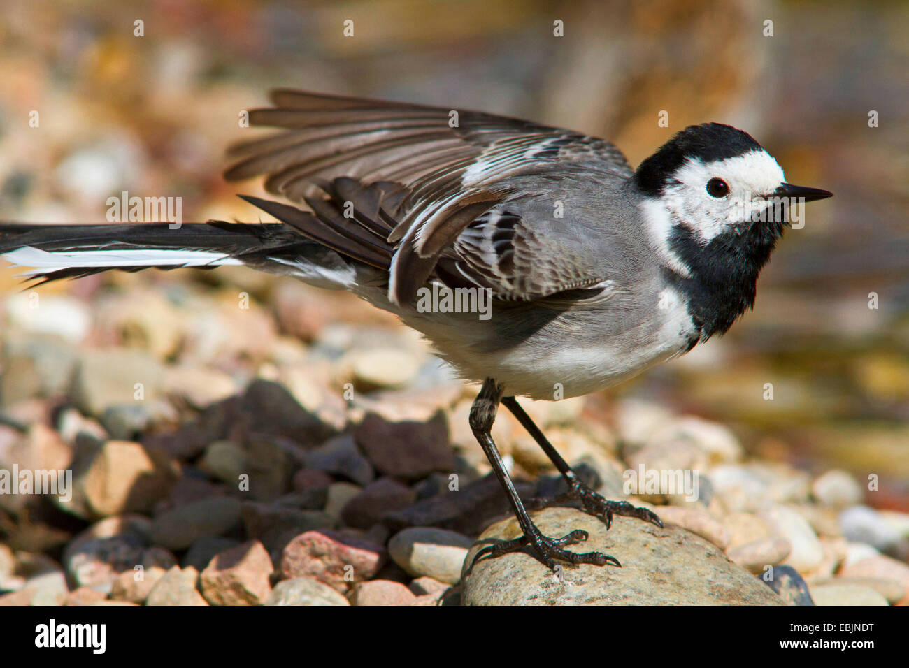 (Motacilla alba Bergeronnette pie), le nettoyage du plumage à un lieu de baignade, de l'Allemagne, Mecklembourg-Poméranie-Occidentale Banque D'Images