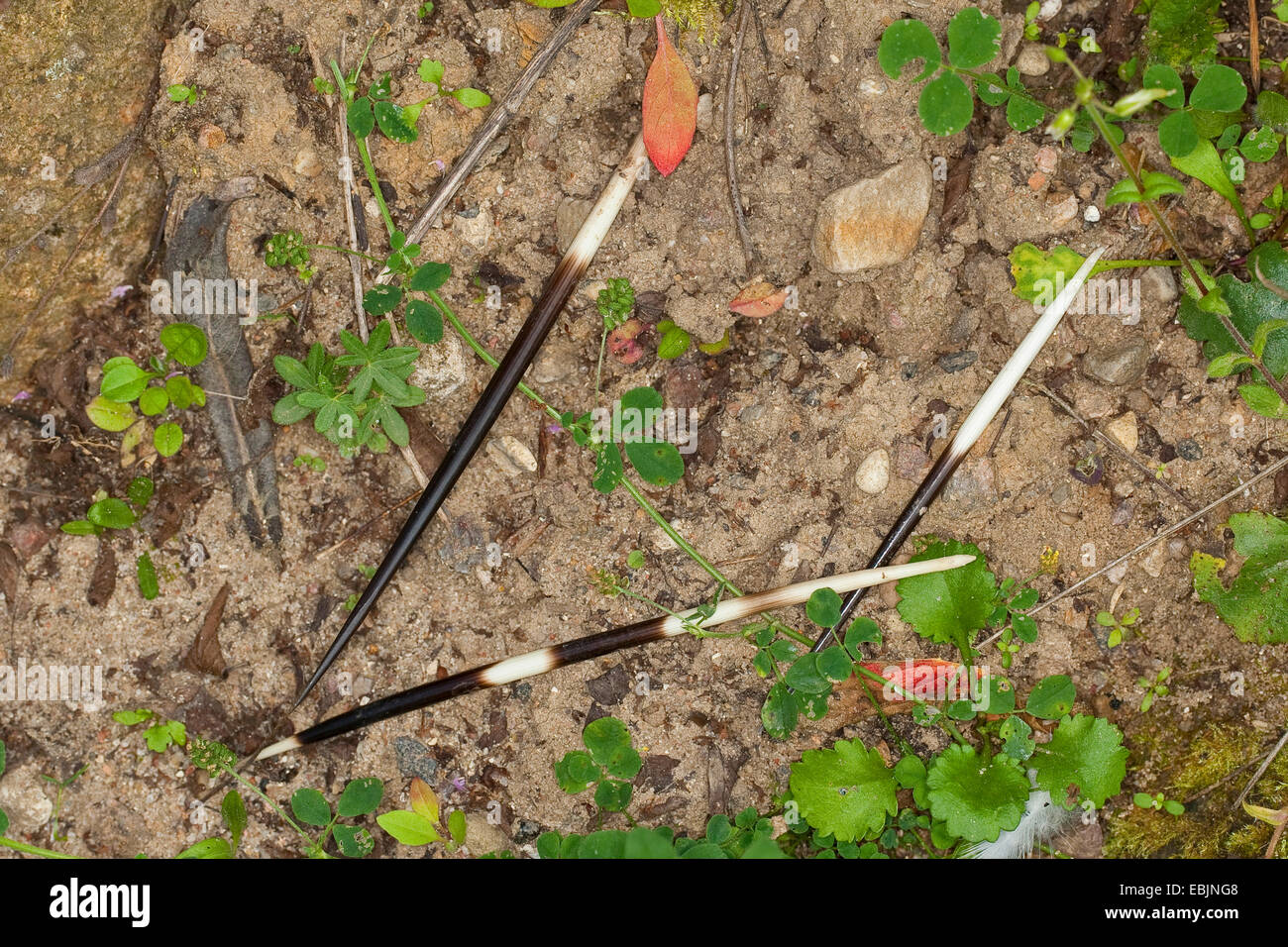 Porc-épic africain, porc-épic (Hystrix cristata), quills allongé sur le sol, l'Italie, Sicile Banque D'Images