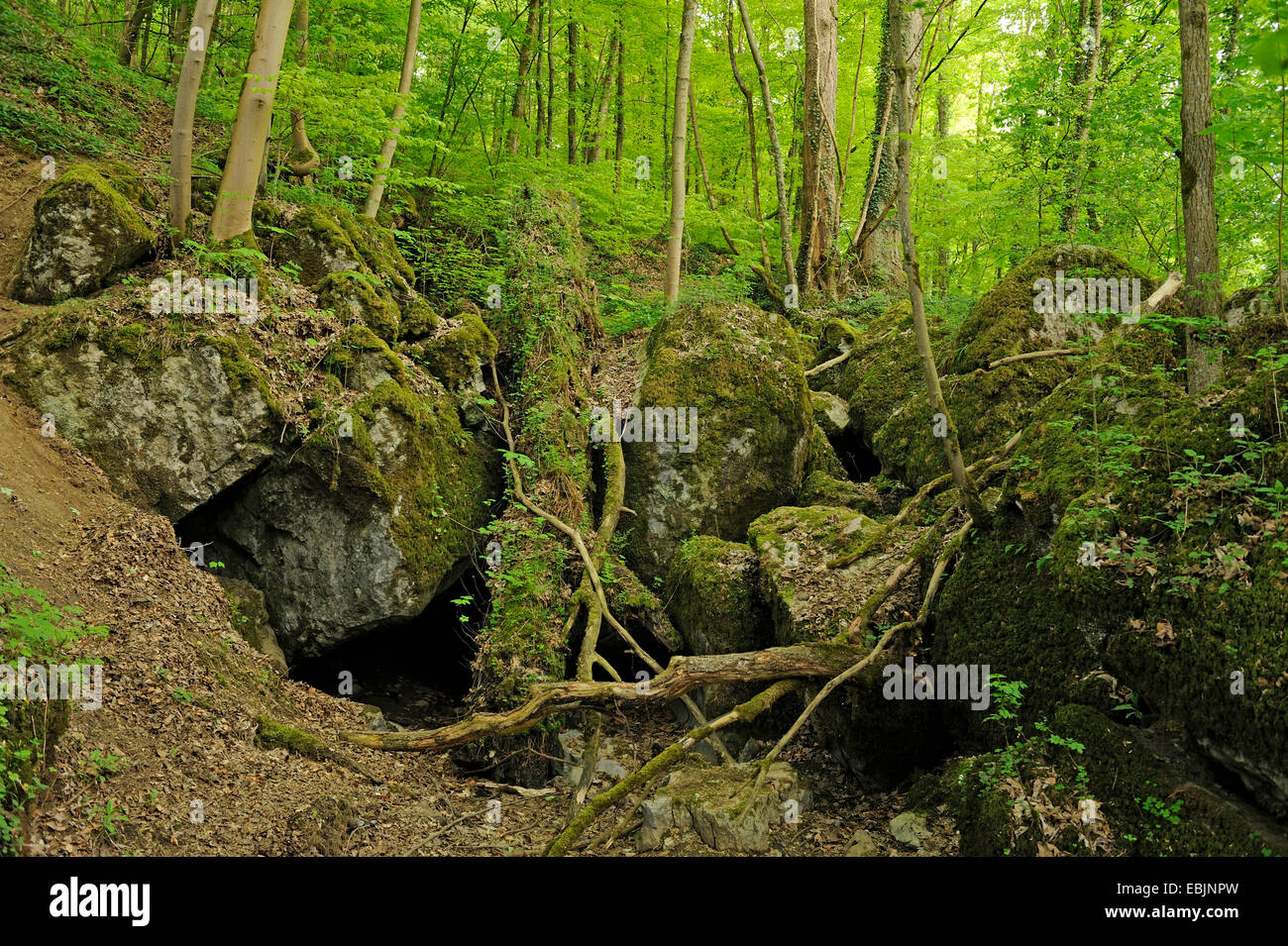 Entrée parmi les rochers moussus dans la forêt sauvage Warstein, Allemagne, Rhénanie du Nord-Westphalie Banque D'Images