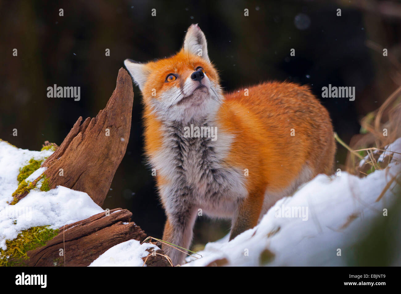 Le renard roux (Vulpes vulpes), debout sur un couvert de neige jusqu'à la racine, Suisse, Sankt Gallen Banque D'Images