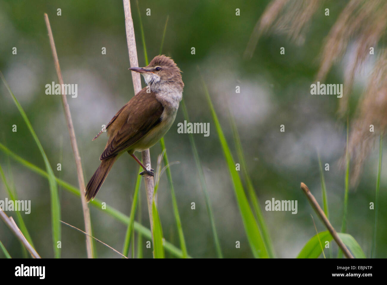 Grand reed warbler (Acrocephalus arundinaceus), assis à rush, Croatie, Istrie Banque D'Images