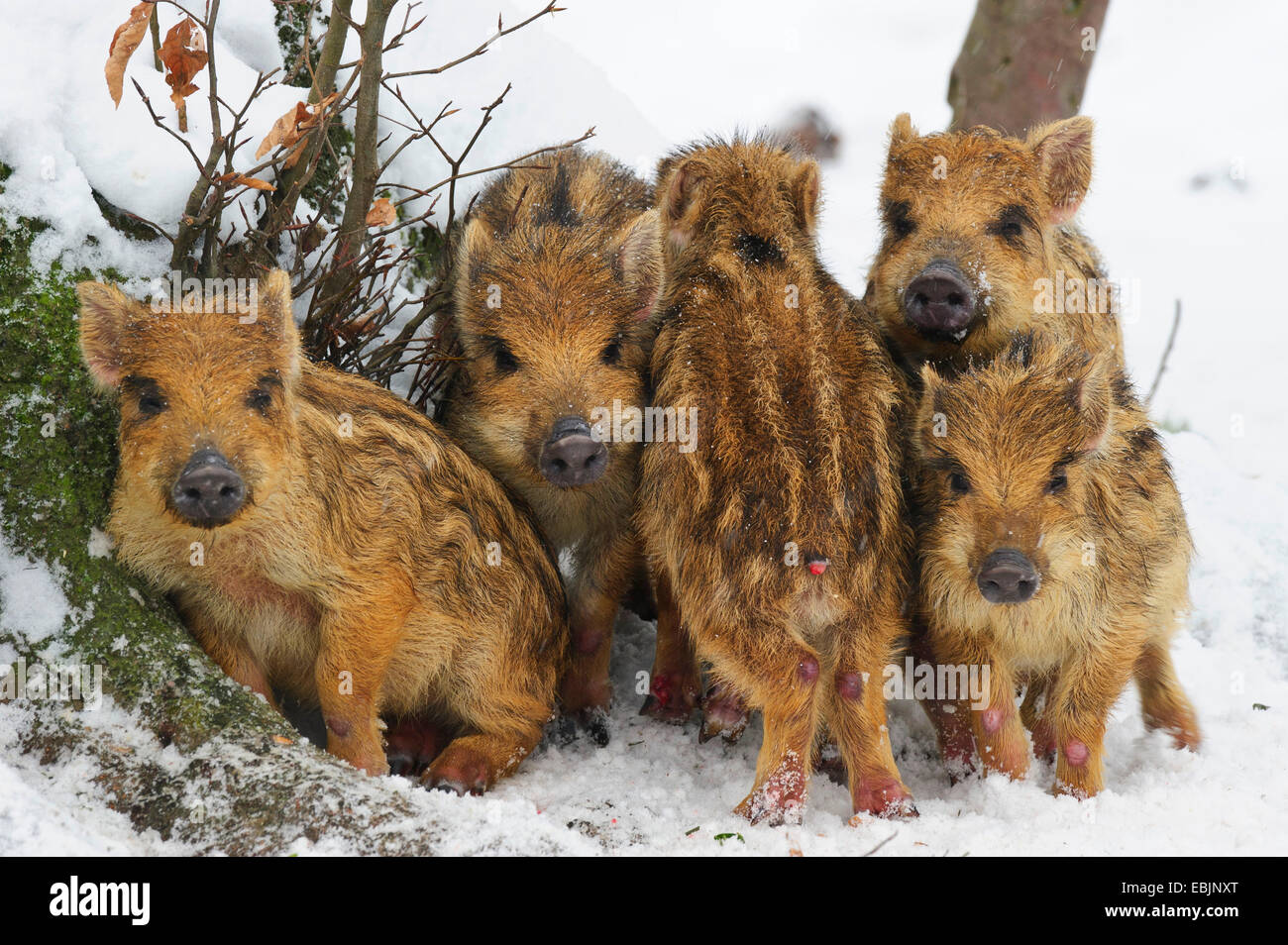 Le sanglier, le porc, le sanglier (Sus scrofa), cinq shoats réchauffe l'autre dans la neige, l'ALLEMAGNE, Basse-Saxe Banque D'Images