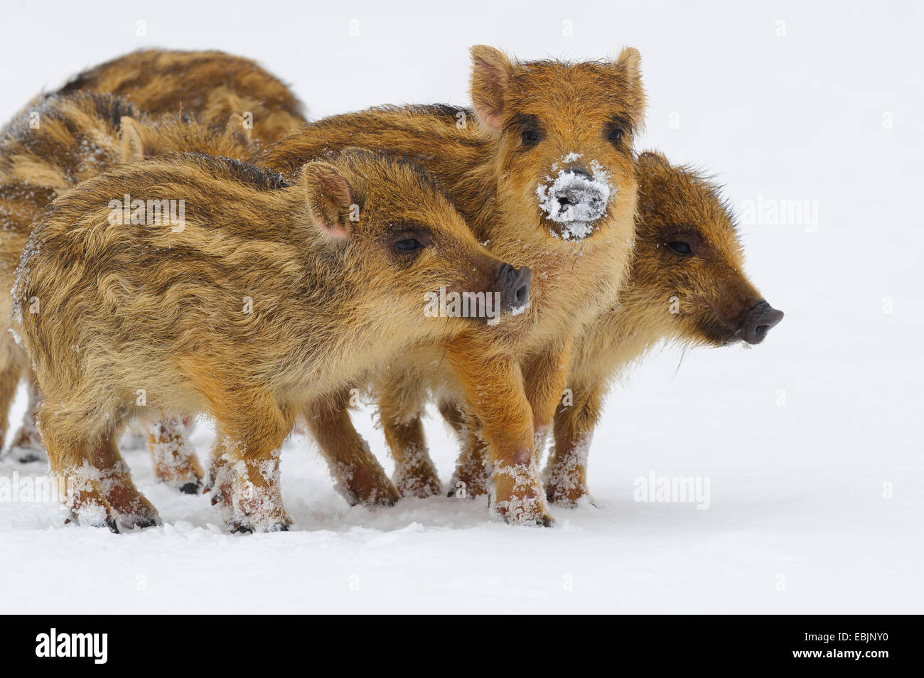 Le sanglier, le porc, le sanglier (Sus scrofa), quatre shoats debout dans la neige, l'ALLEMAGNE, Basse-Saxe Banque D'Images