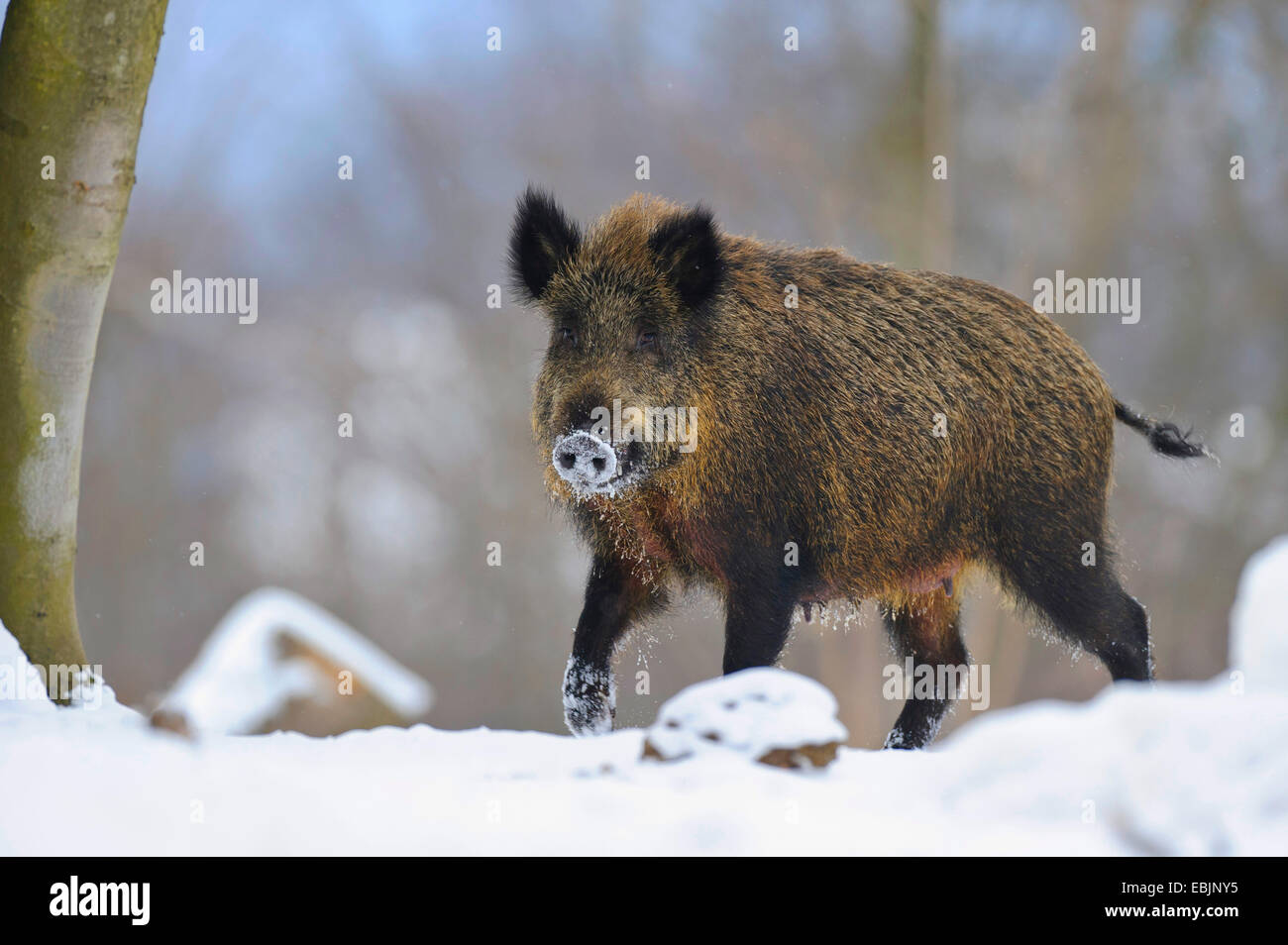 Le sanglier, le porc, le sanglier (Sus scrofa), dans la neige, l'ALLEMAGNE, Basse-Saxe Banque D'Images