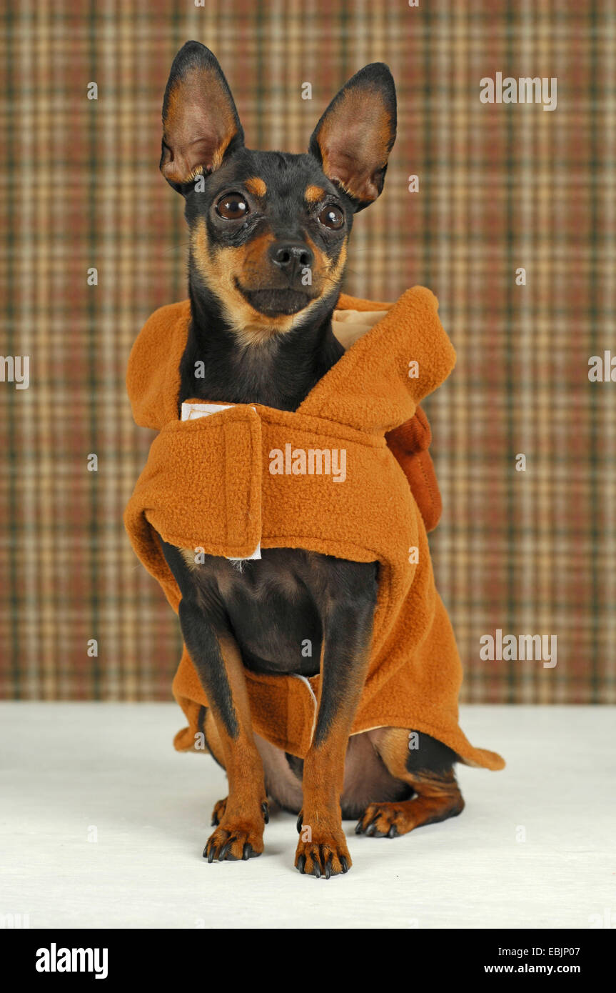 Pinscher nain (Canis lupus f. familiaris), portant un manteau de chien  Photo Stock - Alamy