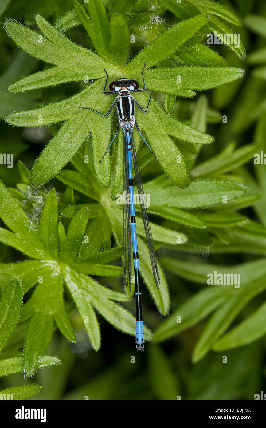 Coenagrion, commune de demoiselles azure (Coenagrion puella), homme on leaf, Allemagne Banque D'Images