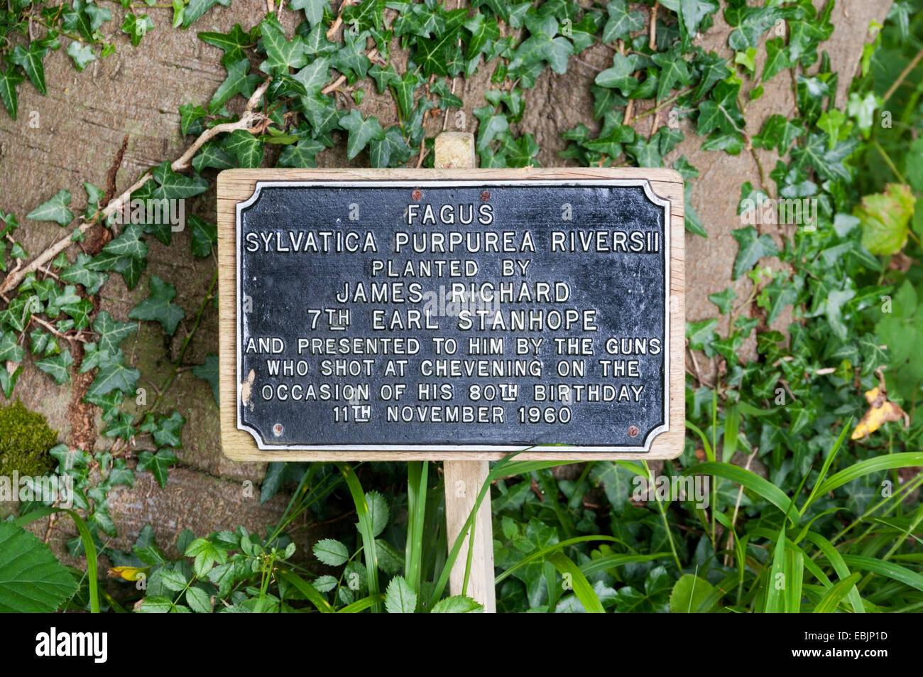 Inscrivez-vous sur beech tree sur un terrain d'une fusillade House records Chevening du parti don à Earl Stanhope. Banque D'Images