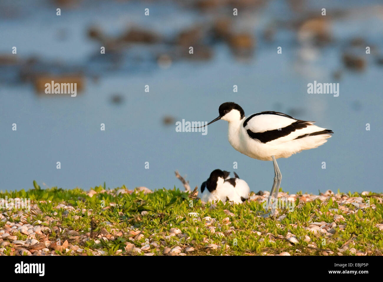 Avocette élégante (Recurvirostra avosetta), couple de reproduction , Pays-Bas, Texel Banque D'Images