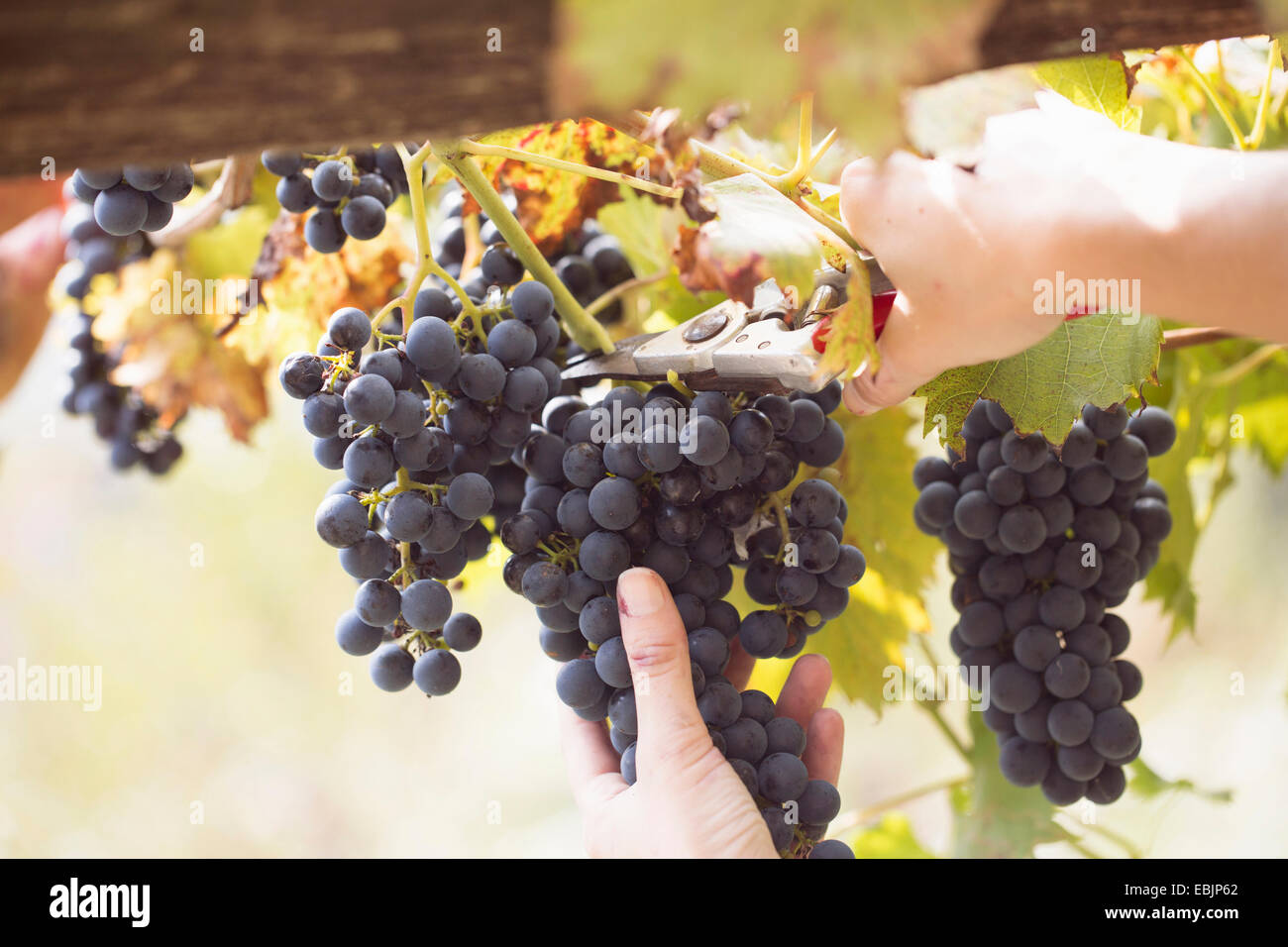 Close up of young womans mains couper les raisins de vigne, Premosello, Verbania, Piemonte, Italie Banque D'Images