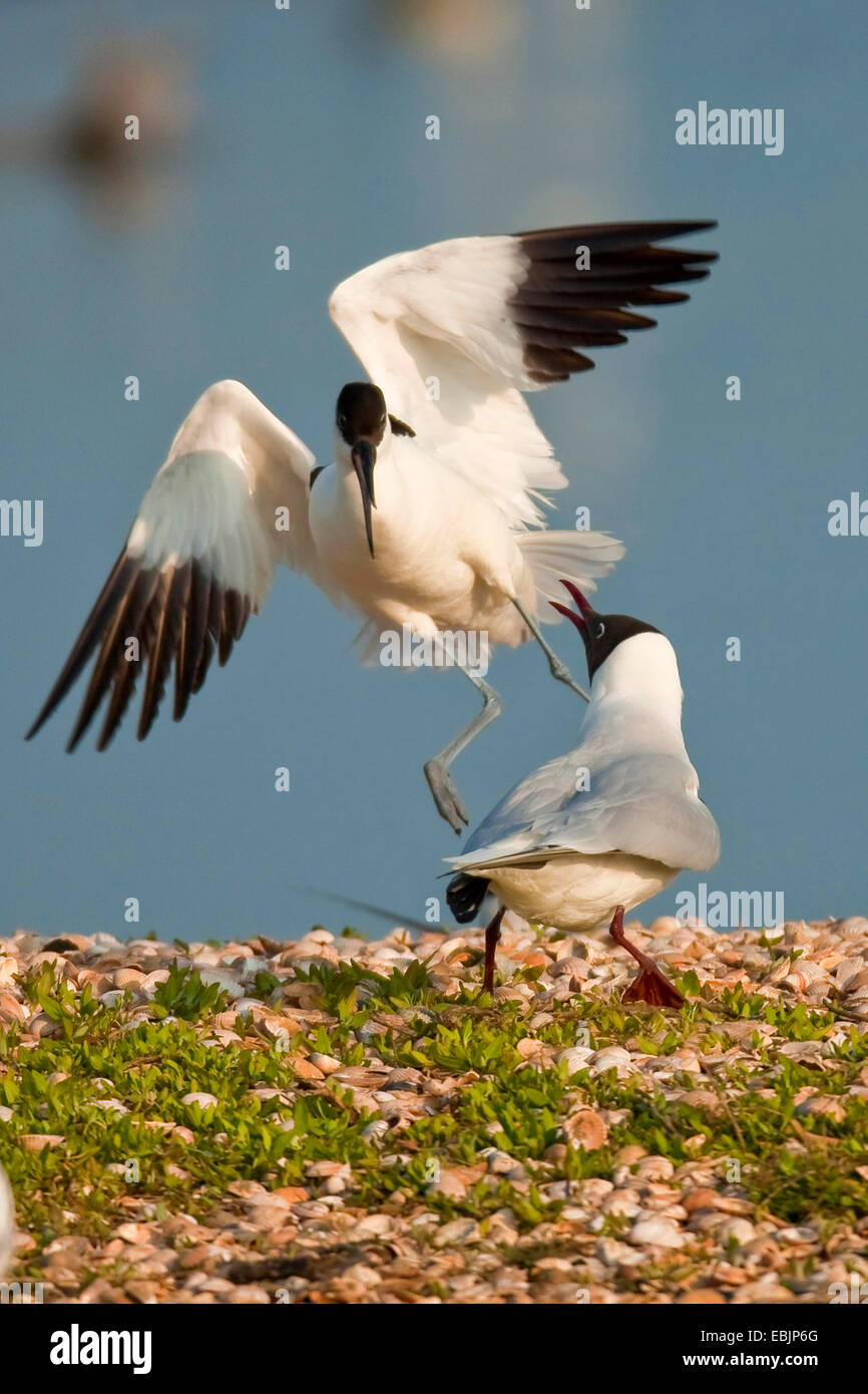 Avocette élégante (Recurvirostra avosetta), l'avocette et mouette dans un territoire Lutte, Pays-Bas, Texel Banque D'Images