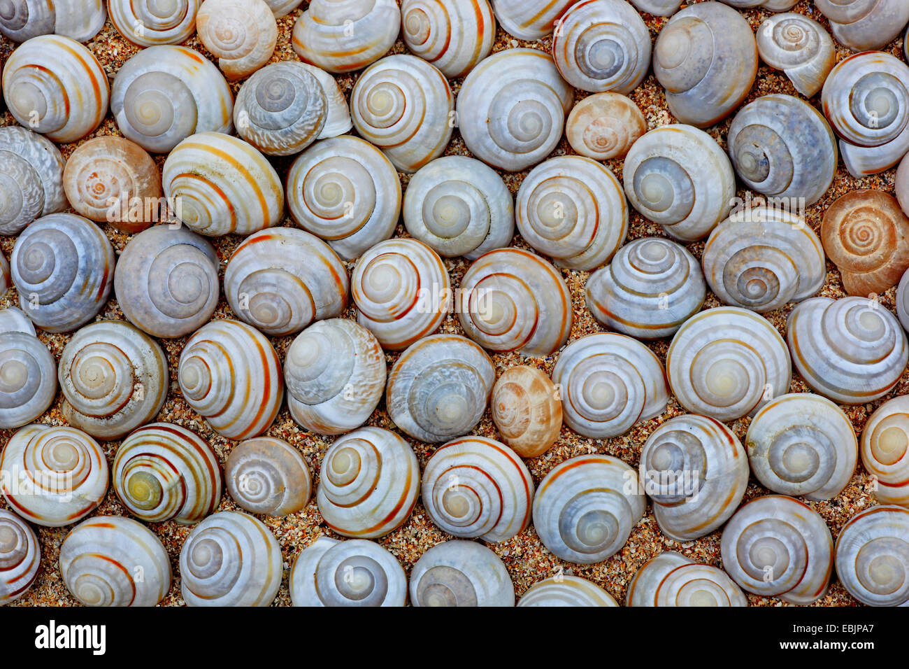 Coquilles d'escargot, Royaume-Uni, Ecosse Banque D'Images