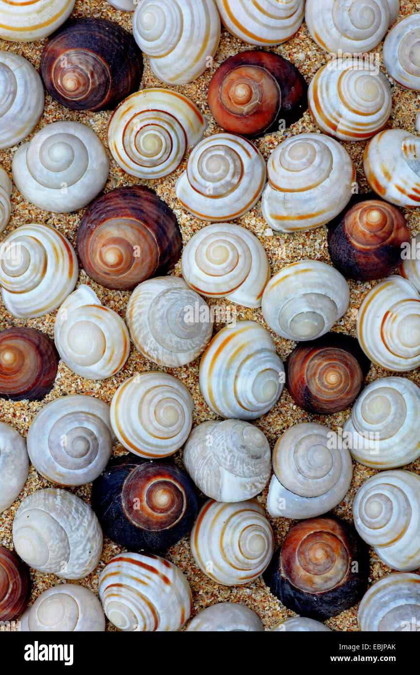 Coquilles d'escargot, Royaume-Uni, Ecosse Banque D'Images