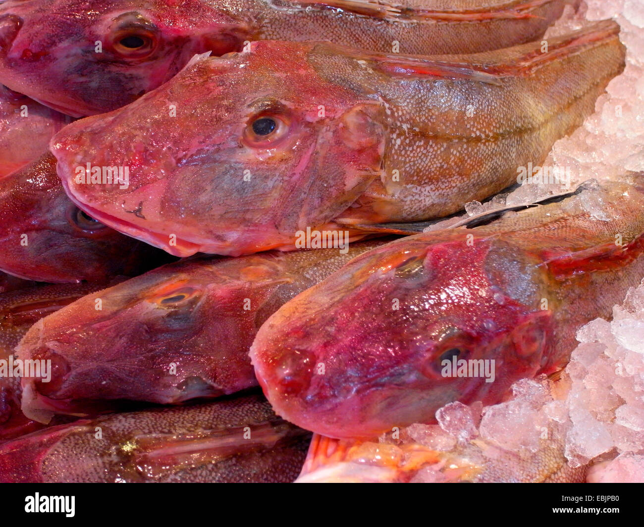 Grondin, sapphirine (Trigla lucerna Grondin, Chelidonichthys lucerna), que l'alimentation du poisson sur la glace à un stand de poisson Banque D'Images