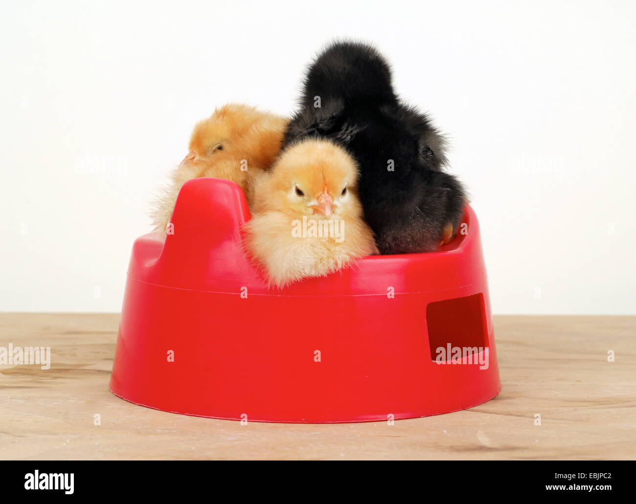 Les oiseaux domestiques (Gallus gallus f. domestica), les poussins mignon assis dans un pot rouge Banque D'Images