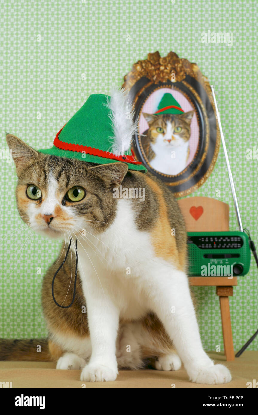 Chat domestique, le chat domestique (Felis silvestris catus). f, avec chapeau Tyrolien Banque D'Images