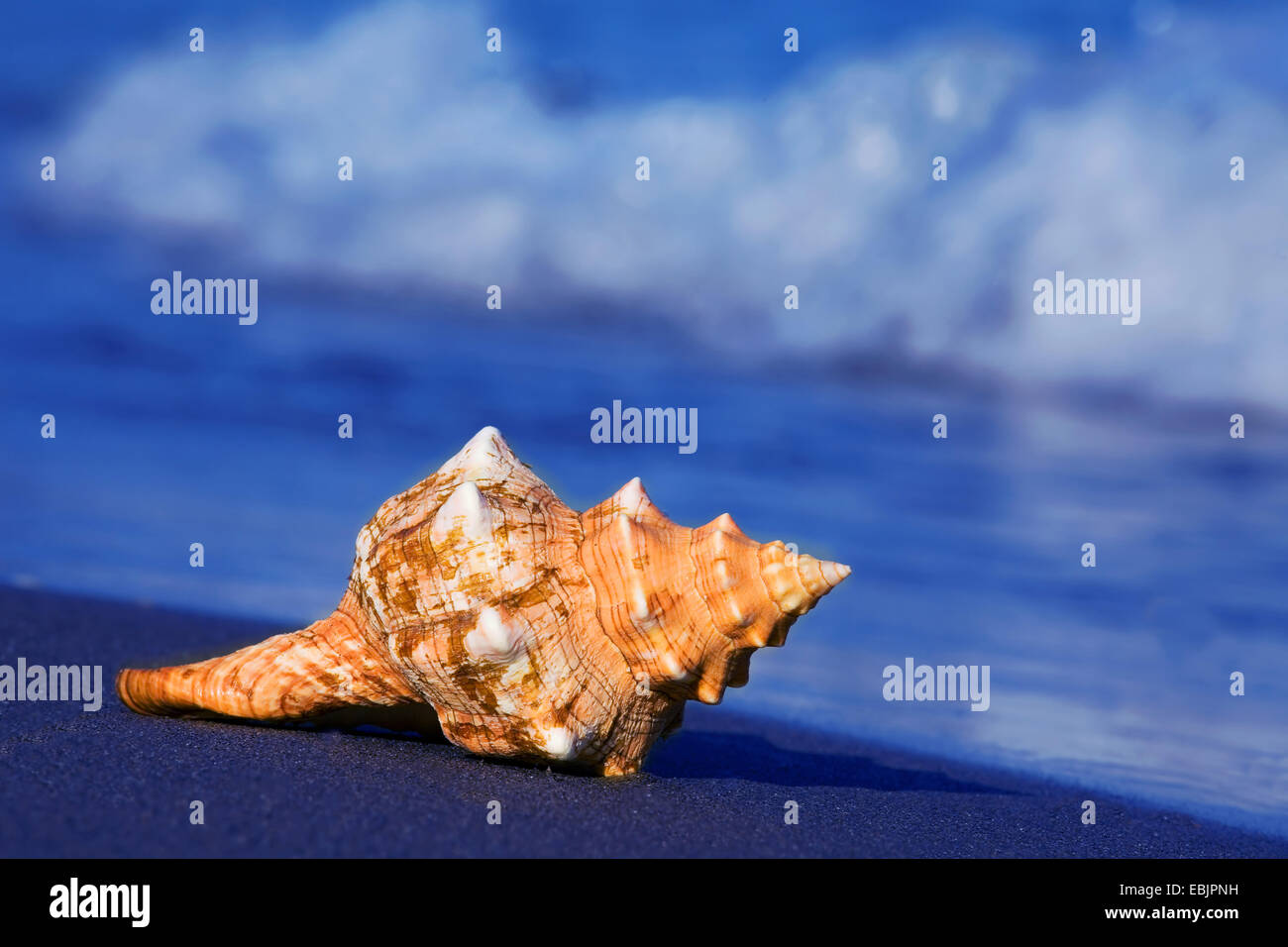 Coquille d'une conque allongée sur la plage de sable au bord de la mer Banque D'Images