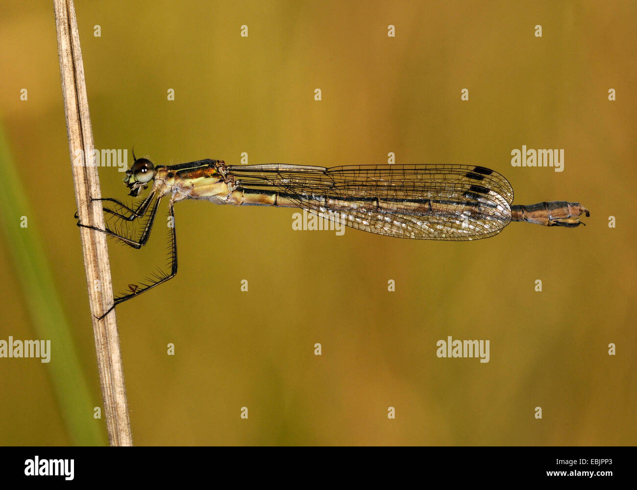 Lestes vert émeraude, libellule (Lestes sponsa), assis à un brin d'herbe, de l'Allemagne, Rhénanie-Palatinat Banque D'Images