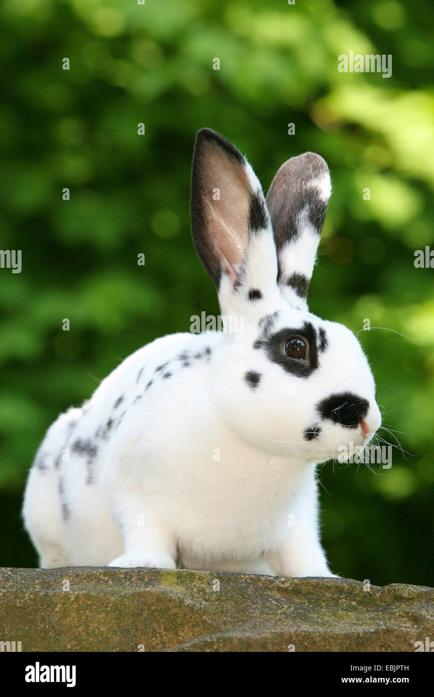 Lapin domestique (Oryctolagus cuniculus f. domestica), assis sur un mur de pierre Banque D'Images