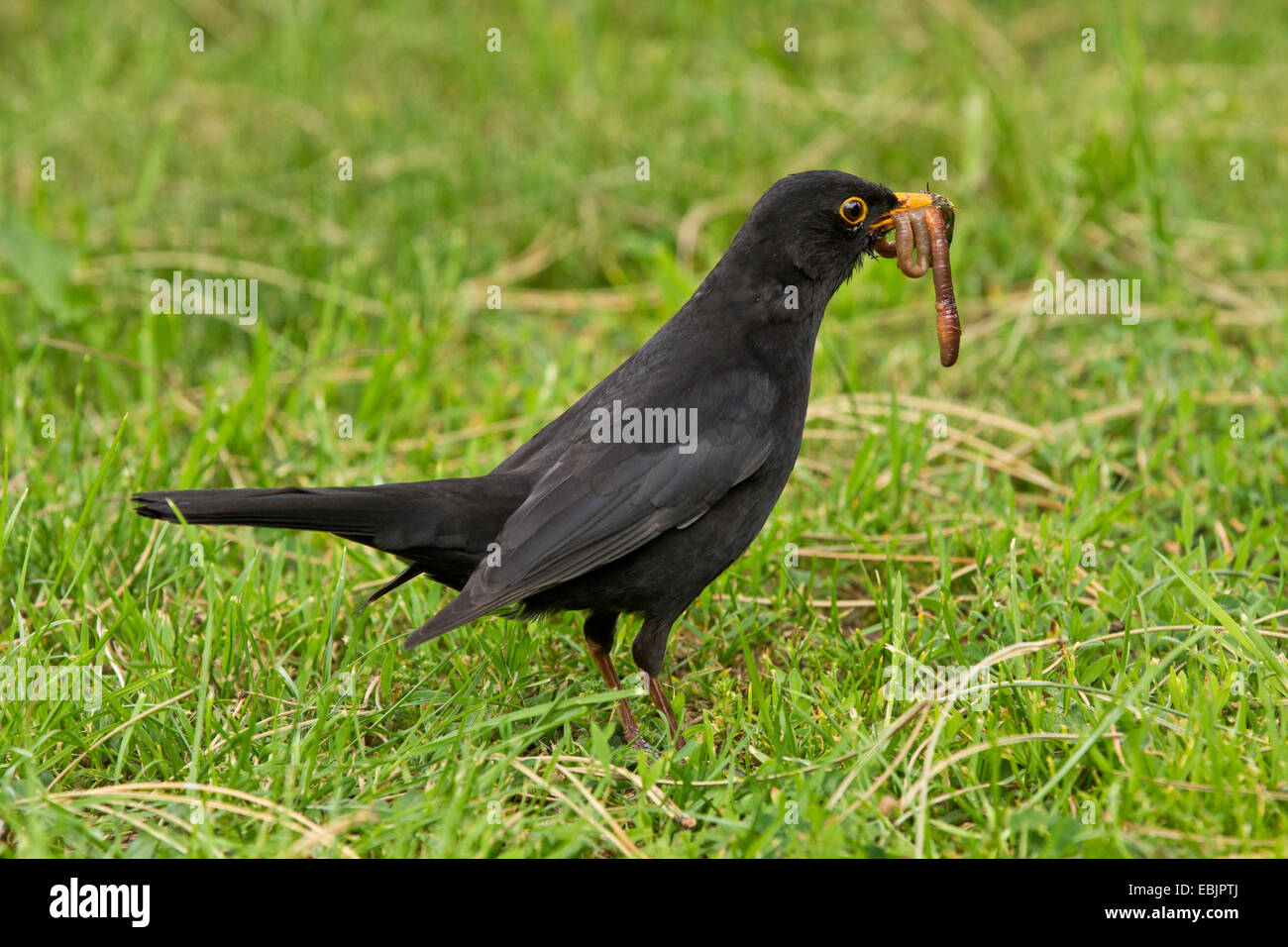 Blackbird (Turdus merula), homme witjh vers dans le bec, l'Allemagne, la Bavière Banque D'Images