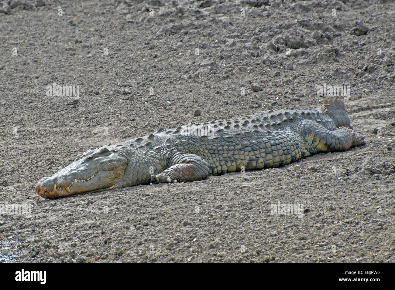 Le crocodile du Nil (Crocodylus niloticus), allongé sur un rivage, Afrique du Sud, le Parc national Krueger Banque D'Images