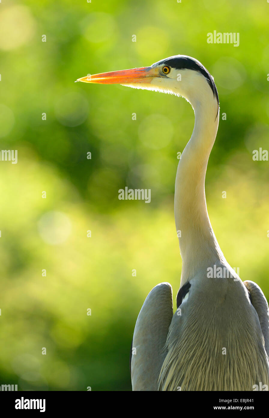 Héron cendré (Ardea cinerea), portrait en contre-jour, l'Allemagne, Bade-Wurtemberg Banque D'Images