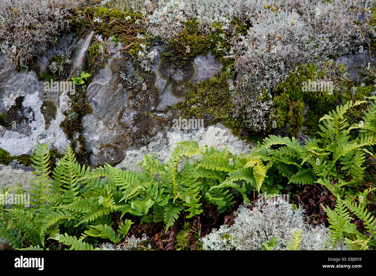 Polypodium vulgare Banque de photographies et d’images à haute ...