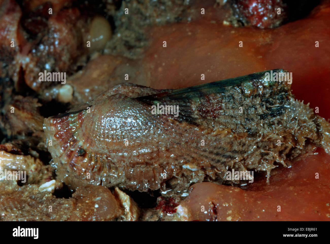 L'arche de Noé, l'arche de Noé (ARCA) shell deutschland noae, Singel dans le limon des animaux Banque D'Images