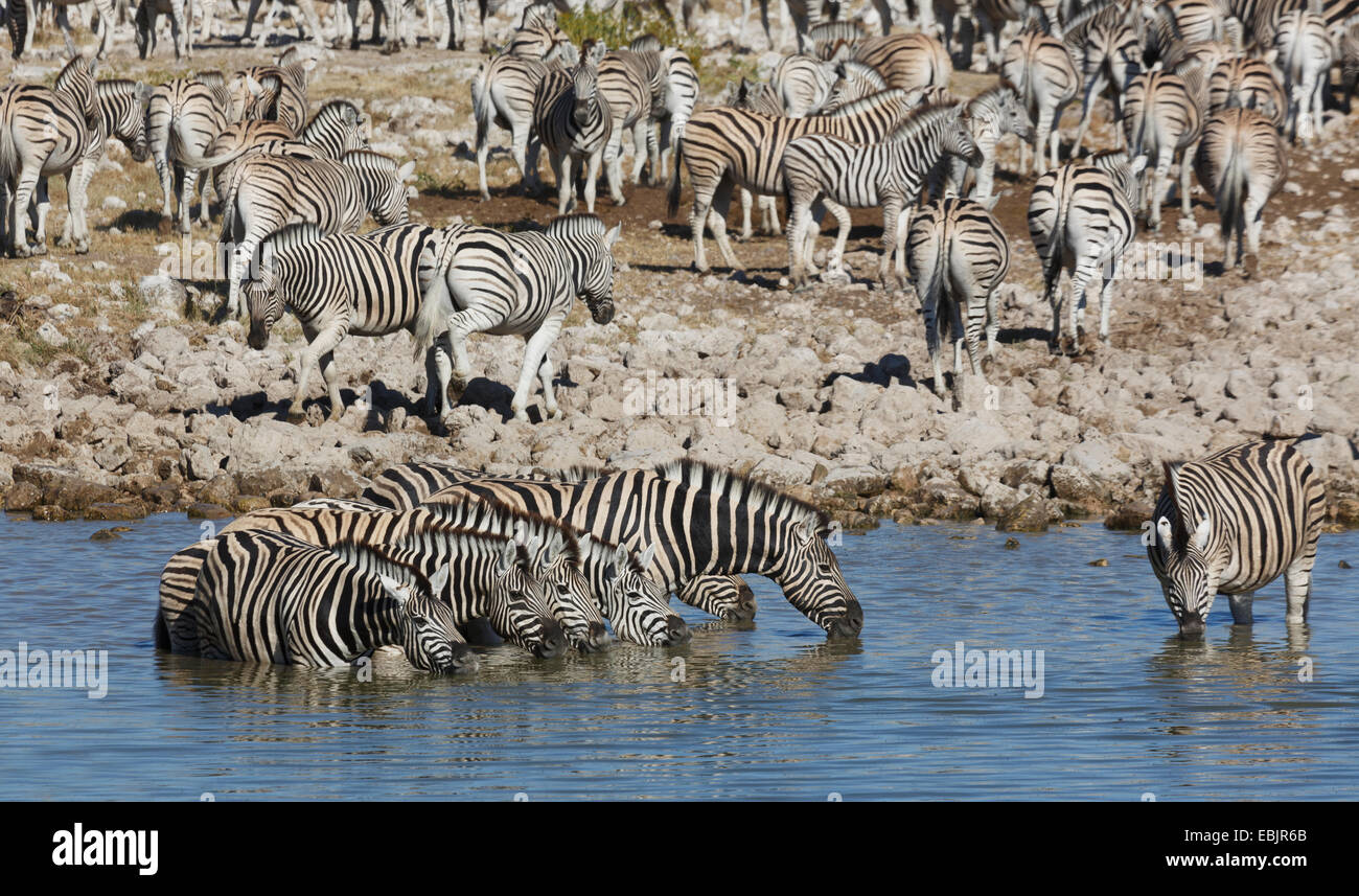 Troupeau de zèbres au point d'eau potable du Parc National d'Etosha, Namibie Banque D'Images