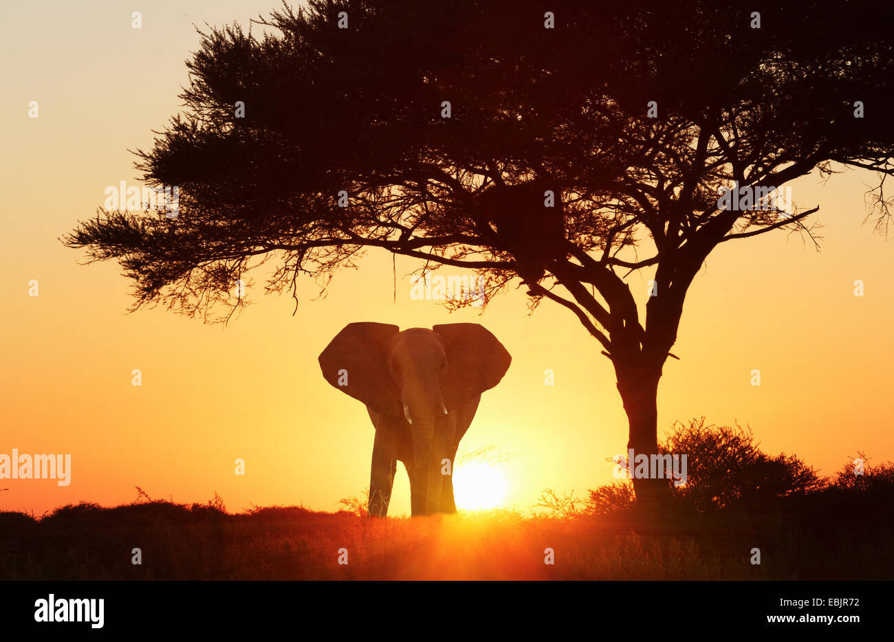 Silhouette d'éléphant africain au coucher du soleil, Parc National d'Etosha, Namibie Banque D'Images