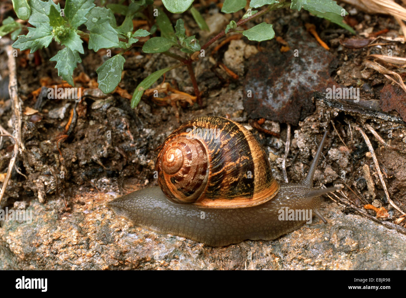 Escargot, brown, gardensnail escargot commun, l'escargot (Helix aspersa, Cornu aspersum, Cryptomphalus aspersus), sur le terrain Banque D'Images