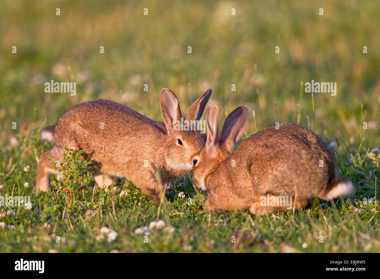 Lapin de garenne (Oryctolagus cuniculus), deux jeunes lapins à jouer ensemble dans un pré, Allemagne, Schleswig-Holstein Banque D'Images