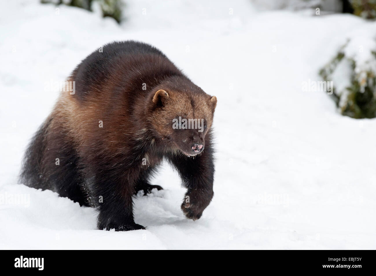 Le carcajou (Gulo gulo), à la recherche de nourriture dans la neige Banque D'Images