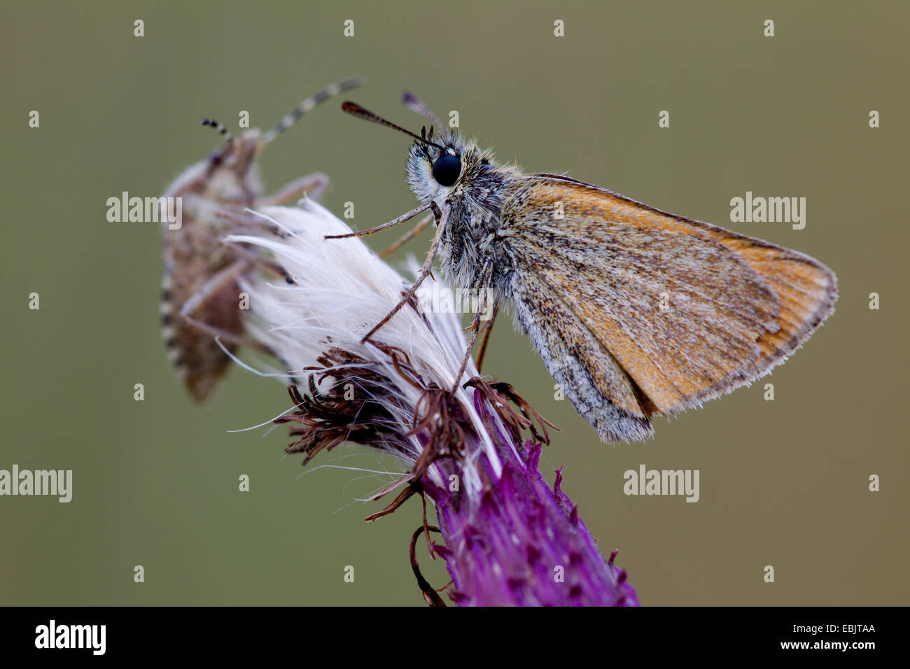 Petite skipper (Thymelicus sylvestris, Thymelicus flavus), avec Prunelle Bug, Dolycoris baccarum, sur un chardon, Allemagne, Schleswig-Holstein Banque D'Images