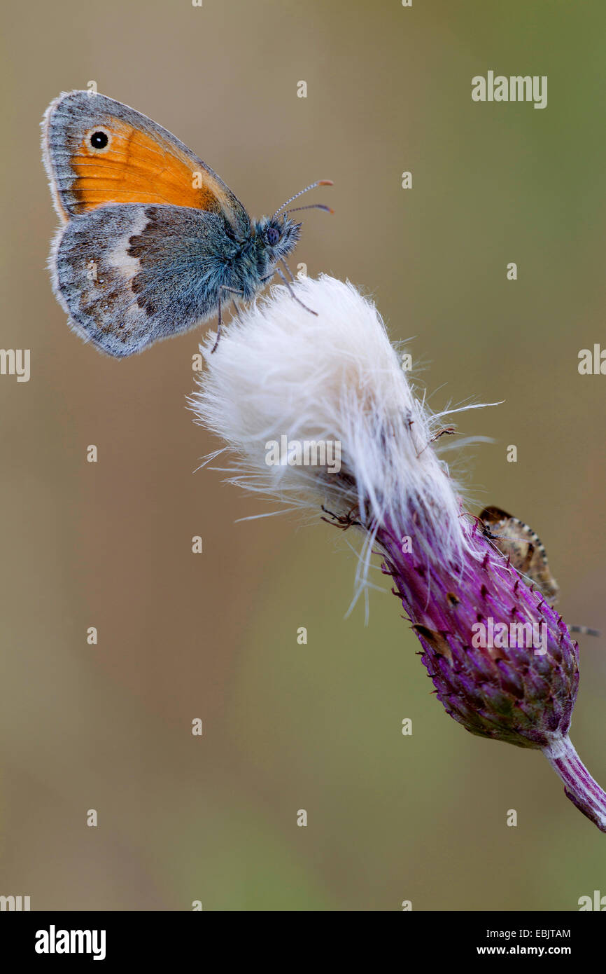 Petit heath (Coenonympha pamphilus), avec Prunelle Bug, Dolycoris baccarum, sur un chardon, Allemagne, Schleswig-Holstein Banque D'Images