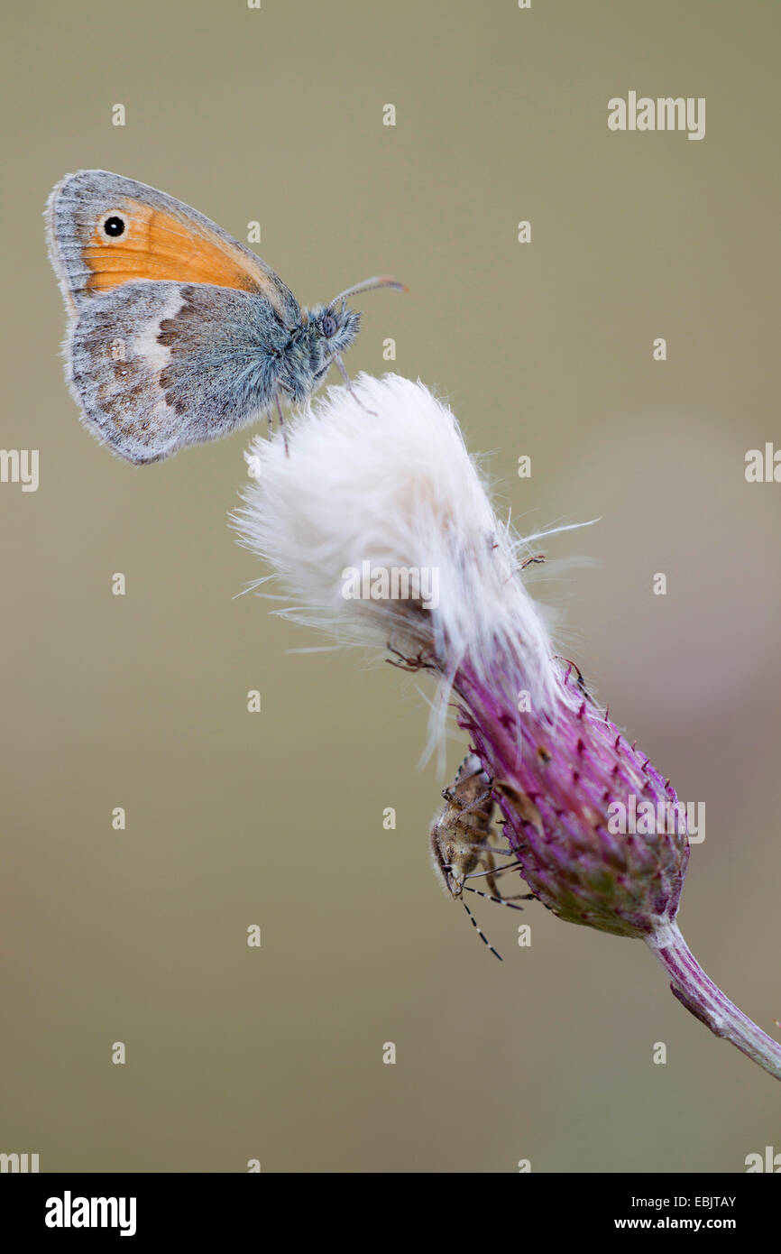Petit heath (Coenonympha pamphilus), avec Prunelle Bug, Dolycoris baccarum, sur un chardon, Allemagne, Schleswig-Holstein Banque D'Images