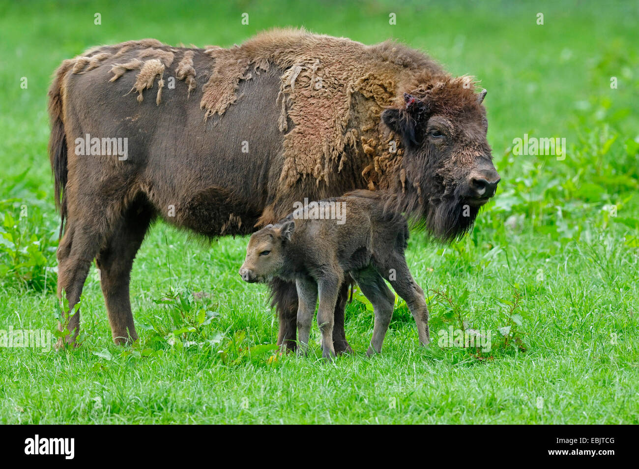 Bison d'Europe, Bison (Bison bonasus), vache bison debout avec son veau sur l'herbe haute, Allemagne Banque D'Images