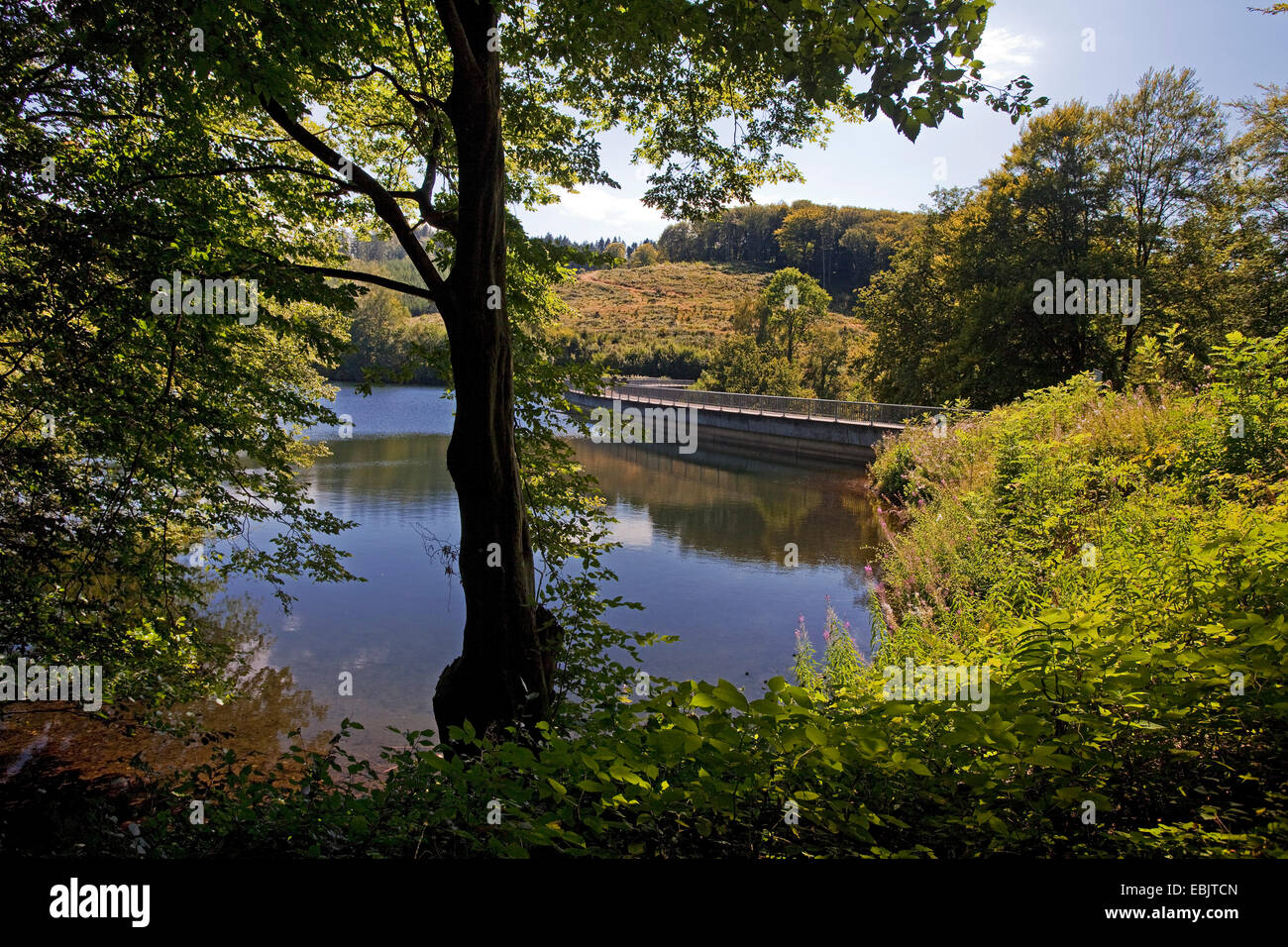 Vue à travers la végétation à la rive de la Jubachtalsperre mur de soutènement, l'Allemagne, en Rhénanie du Nord-Westphalie, Rhénanie-Palatinat, Kierspe Banque D'Images