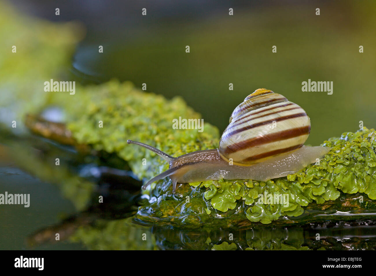 Gardensnail à lèvres blanc, blanc-lipped escargot, escargot, plus petit escargot Cepaea hortensis (bandes), rampant sur une branche se trouvant dans l'eau, de l'Allemagne, Schleswig-Holstein Banque D'Images