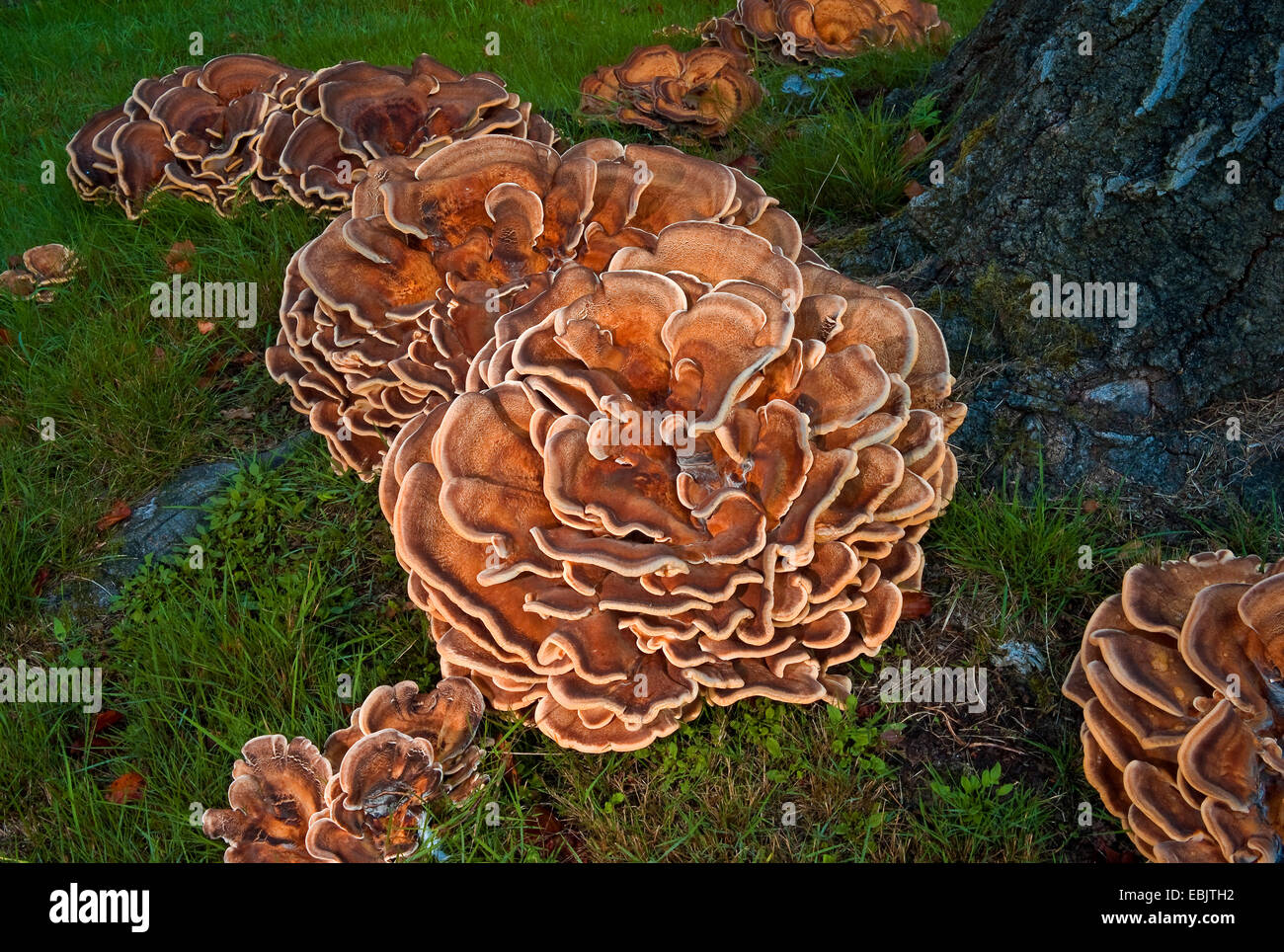 Groupe de champignons d'arbres sur les racines des arbres d'un arbre mort, Allemagne Banque D'Images