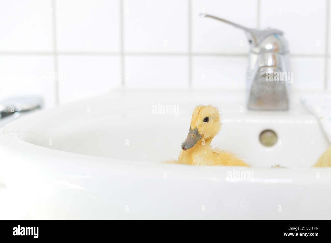 (Anas platyrhynchos Canard domestique f. domestica), un poussin jaune baignant dans un lavabo Banque D'Images